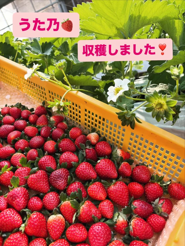 三重県松阪市のいちご狩り園 いちご屋くろべえ