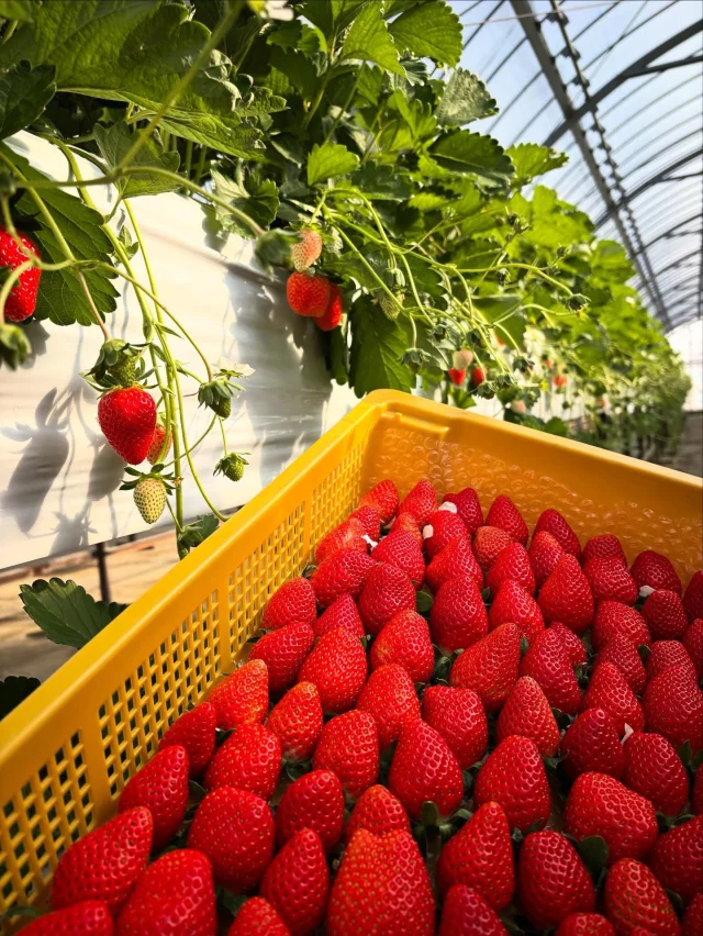 三重県松阪市のいちご狩り園 いちご屋くろべえ