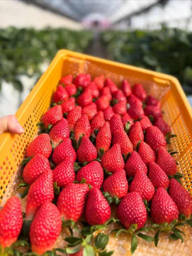 三重県松阪市のいちご狩り園 いちご屋くろべえ