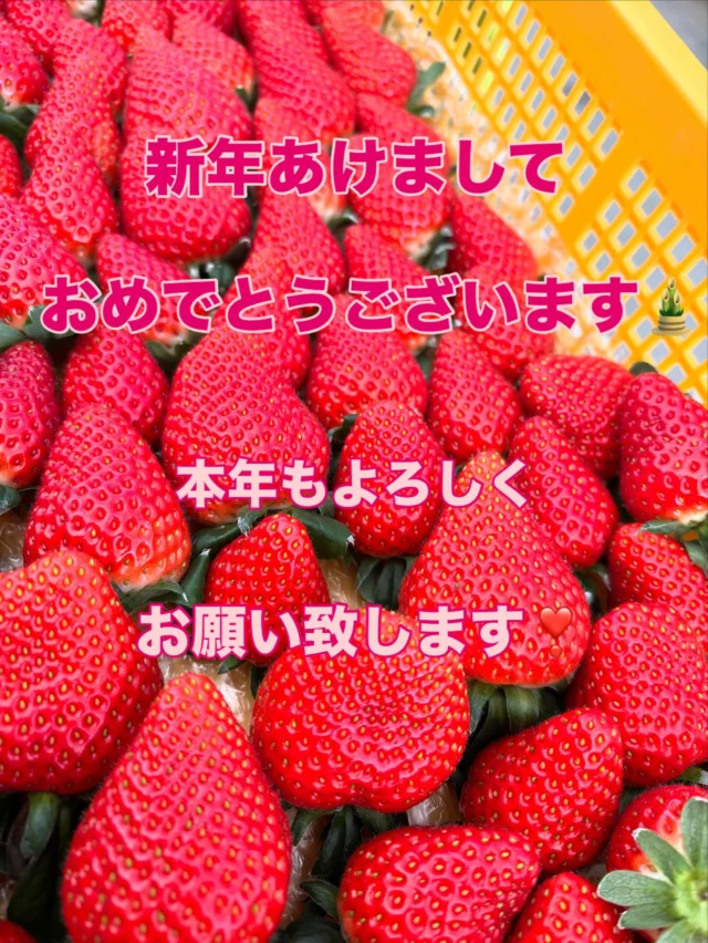 miyabi | いちご屋くろべえ 三重県松阪市のいちご狩り