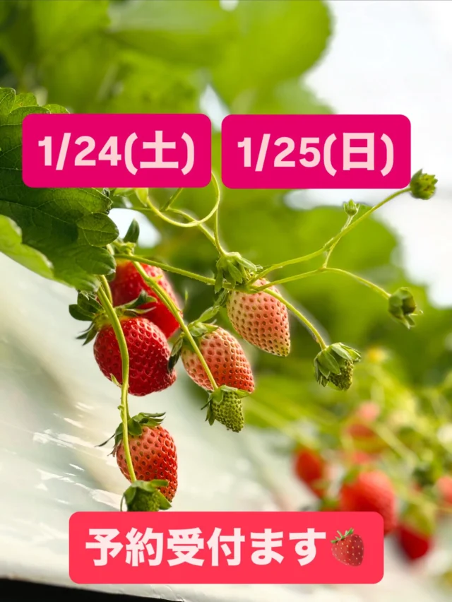 miyabi | いちご屋くろべえ 三重県松阪市のいちご狩り