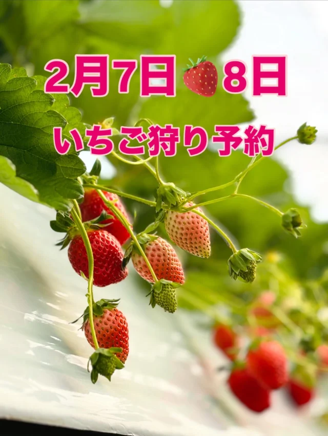 三重県松阪市のいちご狩り園 いちご屋くろべえ